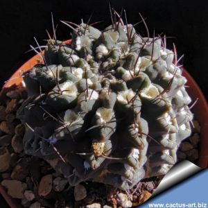 Eriosyce orcutti (Neoporteria orcuttii)