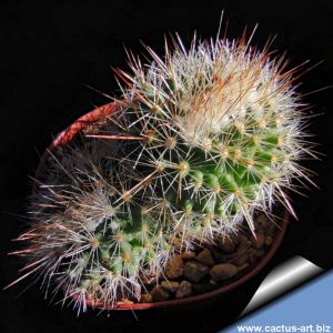 Mammillaria bella f. mostruosa (dichotomic growth)