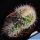Mammillaria bella f. mostruosa (dichotomic growth)
