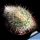 Mammillaria bella f. mostruosa (dichotomic growth)