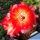 Chamaecereus hybrid cv. ESP 2009.40.2