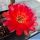 Chamaecereus hybrid cv. ESP 2009.40.2