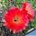 Chamaecereus hybrid cv. ESP 2009.40.2