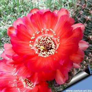 Chamaecereus hybrid (Chamaelobivia) cv. ESP 2009.40.2