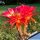 Trichopsis (Trichocereus x Echinopsis hybrid) cv. LEUCHTFEUER