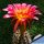 Trichopsis (Trichocereus x Echinopsis hybrid) cv. LEUCHTFEUER