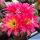 Trichopsis (Trichocereus x Echinopsis hybrid) cv. LEUCHTFEUER