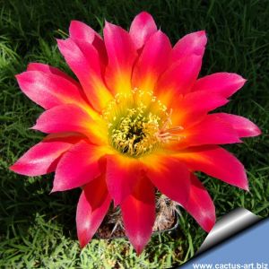 Trichopsis (Trichocereus x Echinopsis hybrid) cv. LEUCHTFEUER