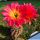 Trichopsis (Trichocereus x Echinopsis hybrid) cv. LEUCHTFEUER