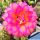 Trichopsis (Trichocereus x Echinopsis hybrid) cv. SCHONE TAHNEE