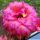 Trichopsis (Trichocereus x Echinopsis hybrid) cv. SCHONE TAHNEE
