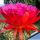 Trichopsis (Trichocereus x Echinopsis hybrid) cv. SCHONE TAHNEE