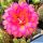Trichopsis (Trichocereus x Echinopsis hybrid) cv. SCHONE TAHNEE