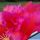 Trichopsis (Trichocereus x Echinopsis hybrid) cv. SCHONE TAHNEE