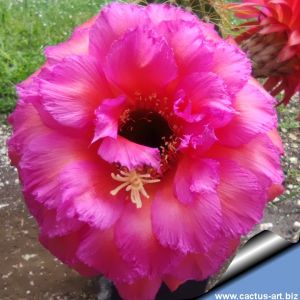 Trichopsis (Trichocereus x Echinopsis hybrid) cv. SCHONE TAHNEE