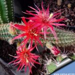 Chamaecereus hybrid (Chamaelobivia) cv. WILD STAR