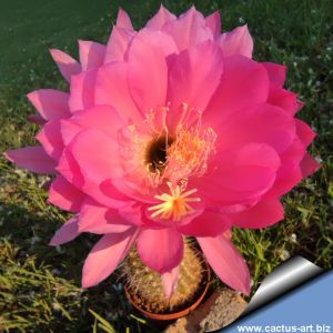 Echinopsis hybrid cerise ++++ / cherry-red