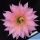 Echinopsis hybrid rosa aranciato ++/ pink orange