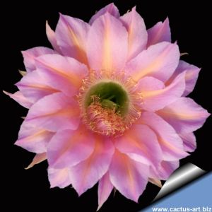 Echinopsis hybrid rosa aranciato ++/ pink orange