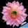 Echinopsis hybrid rosa aranciato ++/ pink orange