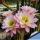 Trichopsis (Trichocereus x Echinopsis hybrid) cv. FIRST LIGHT