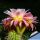 Trichopsis (Trichocereus x Echinopsis hybrid) cv. FIRST LIGHT