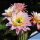 Trichopsis (Trichocereus x Echinopsis hybrid) cv. FIRST LIGHT