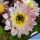 Trichopsis (Trichocereus x Echinopsis hybrid) cv. FIRST LIGHT