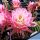 Trichopsis (Trichocereus x Echinopsis hybrid) cv. FIRST LIGHT