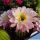 Trichopsis (Trichocereus x Echinopsis hybrid) cv. FIRST LIGHT