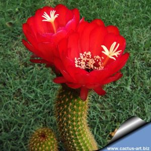 Helianthocereus x Morawetzia