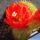 Helianthocereus x Morawetzia
