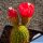 Helianthocereus x Morawetzia