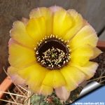 Lobivia jajoiana "Yellow with lilac shaded edges"