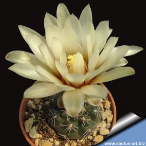 Gymnocalycium rosae LB4233 (LB4244?) El Brete, Salta, Argentina