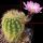 Echinocereus bristolii v. floresii Los Mochis, Sinaloa, Mexico