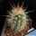 Echinocereus bakeri Virgin-Zion, Utah, USA