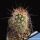 Echinocereus bakeri Virgin-Zion, Utah, USA
