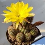 Pygmaecereus bylesianus x Chamaecereus sylvestris hybrid