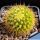 Mammillaria marksiana