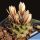 Turbinicarpus schmiedickeanus ssp. sandiensis