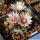 Turbinicarpus schmiedickeanus ssp. sandiensis