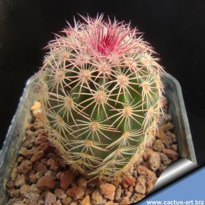 Echinocereus pectinatus ssp.rutowiorum Sierra El Tambor, Chihuahua, Mexico