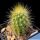 Austrocephalocereus purpureus HU133 Morro de Chapeu, Bahia, Brazil ( Micranthocereus purpureus)
