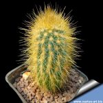 Austrocephalocereus purpureus HU133 Morro de Chapeu, Bahia, Brazil ( Micranthocereus purpureus)