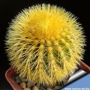 Uebelmannia pectinifera v. eriocactoides RNK78 West from Inhaí (Curimataí), Minas Gerais, Brazil