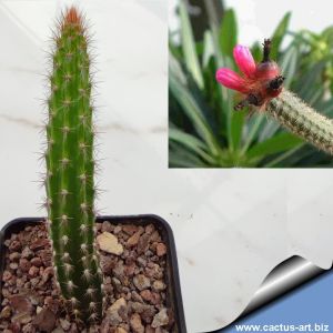 Arrojadoa rhodantha 'reflexa'