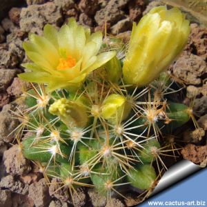 Escobaria cubensis