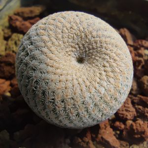 Epithelantha bokei KSM735 Ocampo, Coahuila, Mexico (PINK FLOWER)