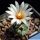 Turbinicarpus sp. (Mixed forms)